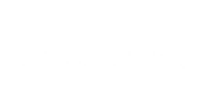 Curious Animal Studio